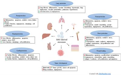 Mesenchymal Stem Cell-Derived Exosomes: Toward Cell-Free Therapeutic Strategies in Chronic Kidney Disease